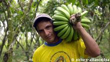 Ein Bananenpflücker von der Kooperative El Guabo in Ecuador bei der Arbeit. (Undatierte, neuere Aufnahme). Das internationale Siegel Fairtrade signalisiert dem Konsumenten, dass die Produkte zu fairen Preisen gehandelt und ohne Ausbeutung hergestellt wurden. Der Verein TransFair, der 1992 gegründet wurde, handelt nicht selbst mit Waren, sondern vergibt Lizenzen an Unternehmen, die Fairtrade-Produkte unter ihrem Namen vertreiben. Derzeit bieten in Deutschland rund 150 Lizenznehmer etwa 1000 Produkte mit dem Siegel an. Der Verein wird von 36 Mitgliedsorganisationen getragen. Foto: Fairtrade +++(c) dpa - Report+++