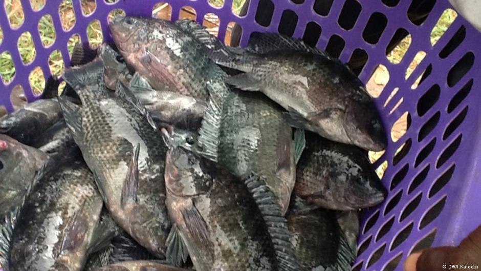 Boosting Tilapia fish farms in Ghana DW 08/06/2014