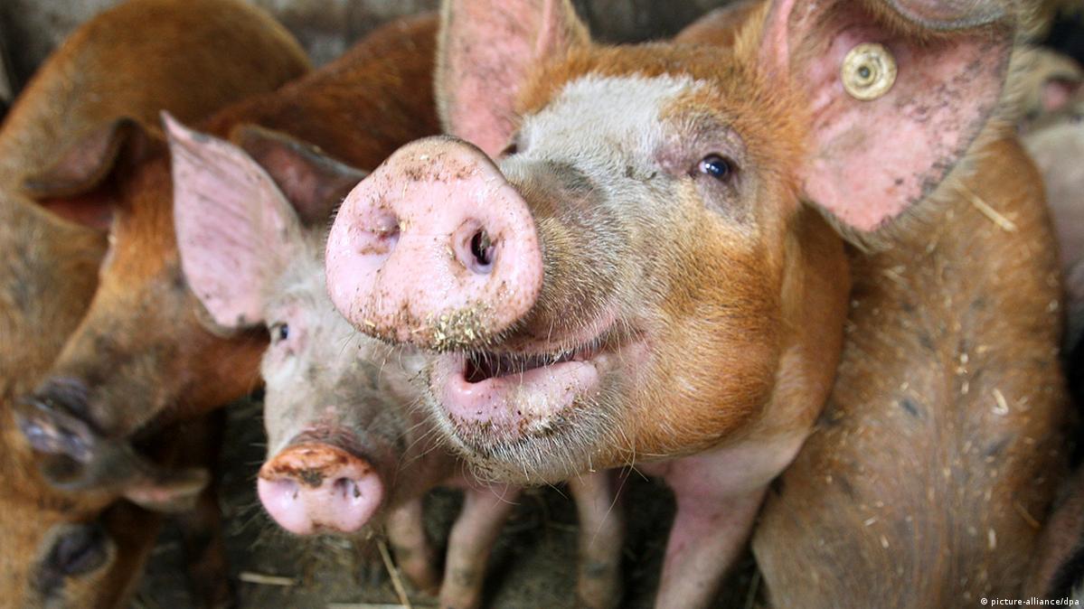 Livestock welfare fund DW 01/13/2015