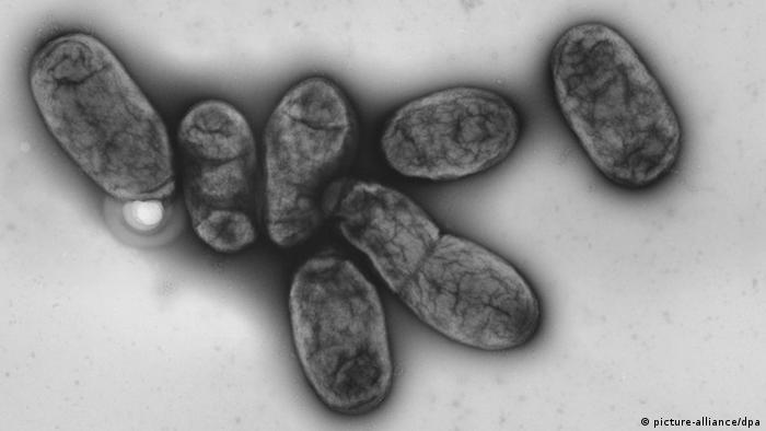 كيف تحولت بكتيريا الطاعون إلى وباء مميت