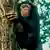 Schimpanse Zentralafrikanische Republik