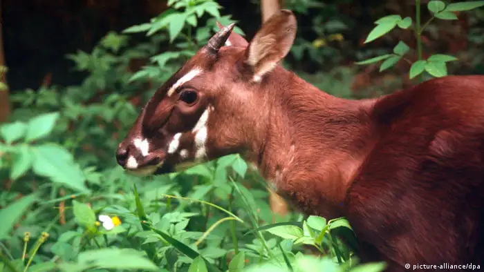 A rare saola in its native habitat - the bovine is a reddish-brown color with white markings on its face and small horns