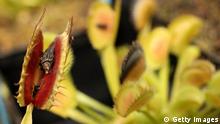 BERLIN, GERMANY - JULY 20: A Venus fly trap consumes a dead fly as it sits on display at a presentation of carnivorous plants at the Berlin-Dahlem Botanical Garden on July 20, 2013 in Berlin, Germany. Carnivorous plants derive most of their nutrients by consuming animals, most commonly flying, foraging, or crawling insects, and have adapted to grow in places where the soil does not contain enough nutrients for them to survive. (Photo by Adam Berry/Getty Images