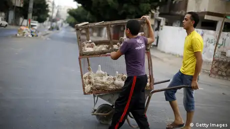 Gaza - Zwei Palästinenser bringen Hühner zum Markt.