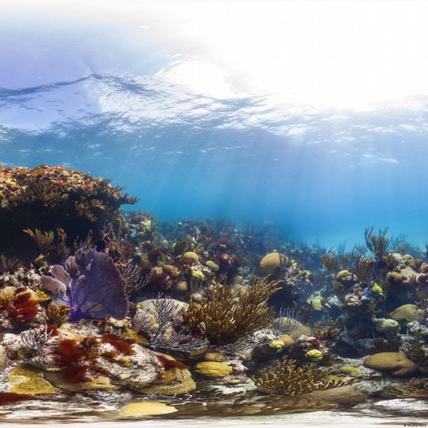 Living Planet: Protecting nature's wonders