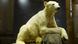 Eisbär Knut ausgestopft Eisbär Knut ausgestopft
