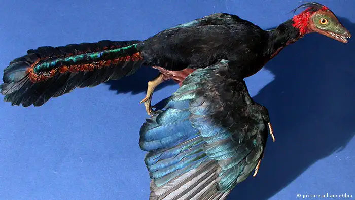 Rekonstruktion eines Archaeopteryx 