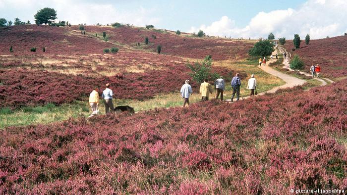 People walking along a path surrounded by purple blooms on Lüneburg Heath