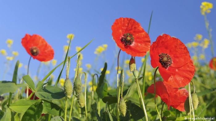 Red poppies against a blue sky