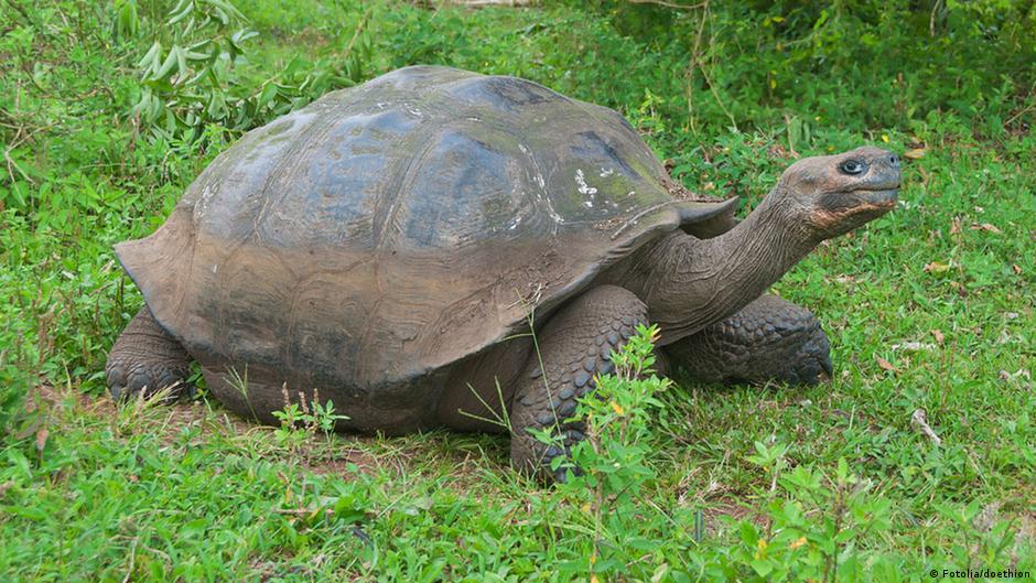 Thousands Of Giant Tortoises Hatch On Galapagos Environment All Topics From Climate Change To Conservation Dw 25 09 2015