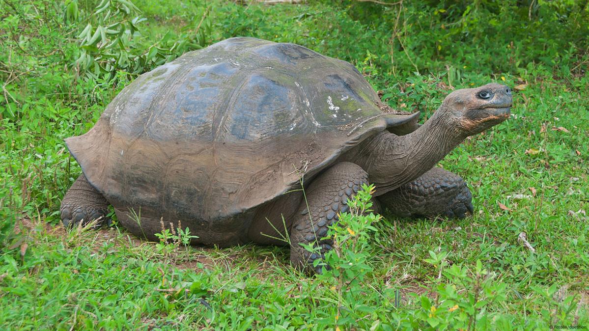 15 giant Galápagos tortoises found slaughtered