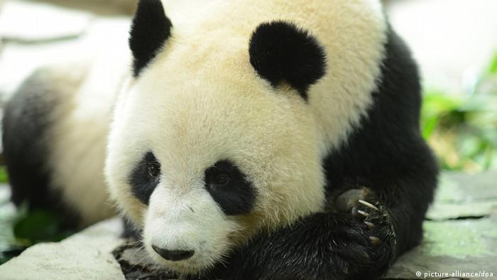 Panda Drillinge in chinesischem Zoo geboren