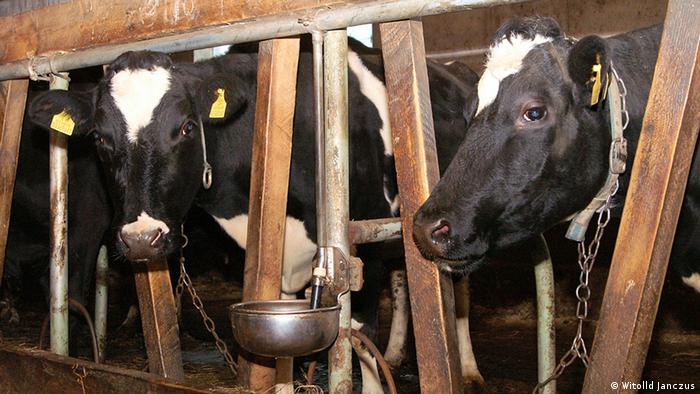Landwirtschaft in baltischen Ländern Kühe auf der Weide Vilnus Lettland 