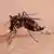asiatische Tigermücke Aedes albopictus