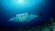 A manta ray A manta ray
