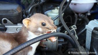 Kunya snacks the hose in the car 