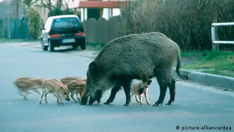 Wildschweine in der Vorstadt Bache mit Frischlingen Berlin 