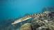 Australien Meeresschutzgebiet Great Barrier Reef Salzwasserkrokodil Australien Meeresschutzgebiet Great Barrier Reef Salzwasserkrokodil