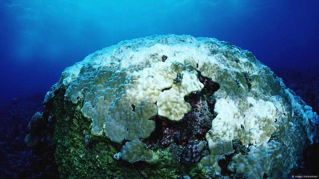 Korallenbleiche Bedroht Zwei Drittel Des Great Barrier Reefs Wissen Umwelt Dw 11 04 2017