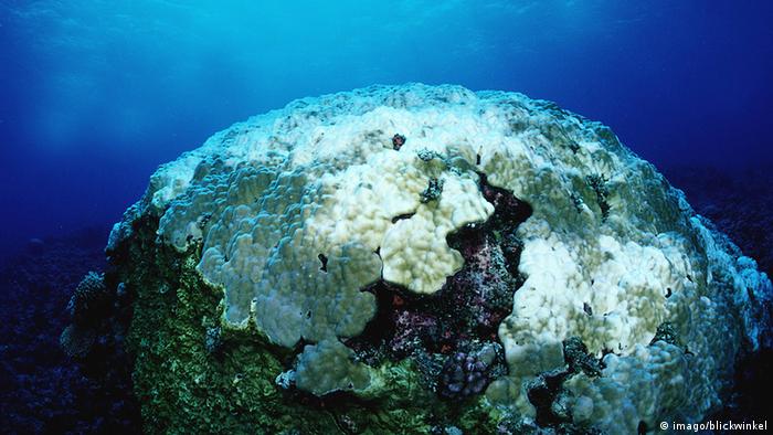 Australien Meeresschutzgebiet Great Barrier Reef Korallenbleiche (imago/blickwinkel)