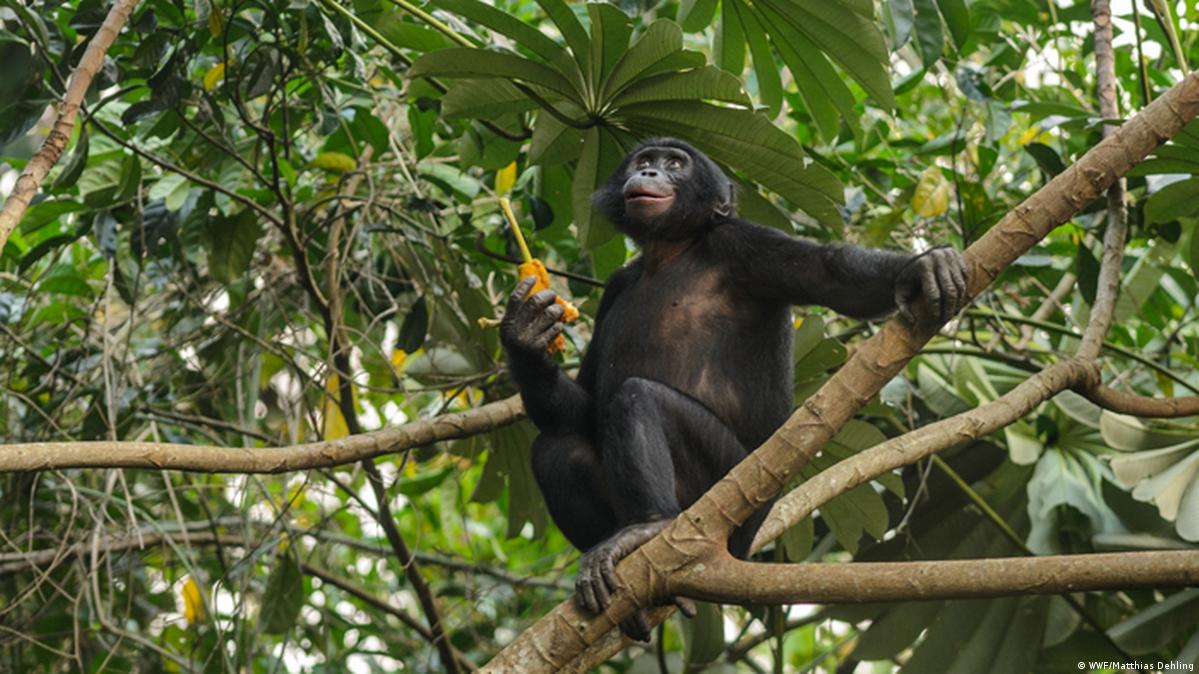 The Ape Whisperer With bonobos in the Congo DW 09/01/2014
