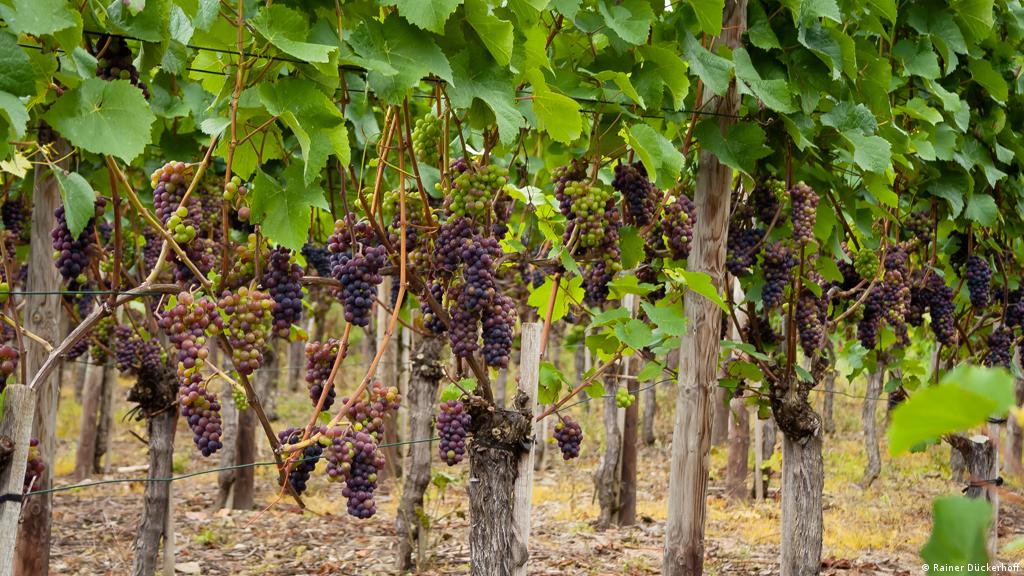 Using Pheromone Baits To Fight Vineyard Pest Environment All Topics From Climate Change To Conservation Dw 07 10 2014