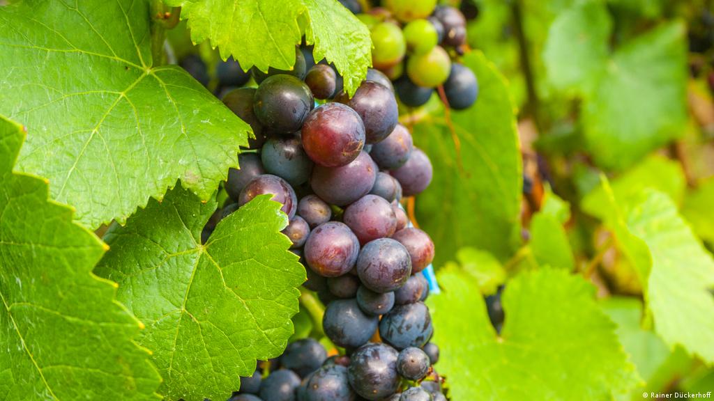 Using Pheromone Baits To Fight Vineyard Pest Environment All Topics From Climate Change To Conservation Dw 07 10 2014