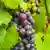 A bunch of grapes in the Ahr valley