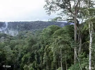 La forêt tropicale du bassin du Congo