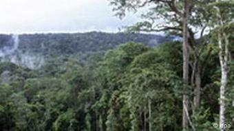 Hutan tropis di Kongo