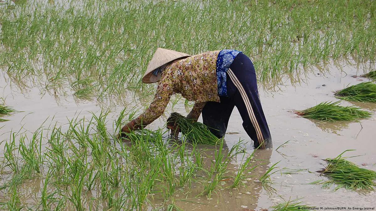 Vietnam - Rice, Aquaculture, Forestry