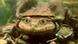 Titicaca Riesenfrosch Pfeiffrosch Titicaca Riesenfrosch Pfeiffrosch