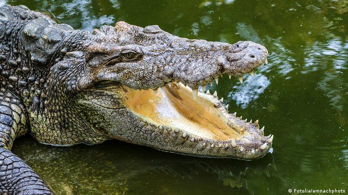 Thailand Krokodil Zähne (Fotolia/amnachphoto)
