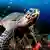 Bildergalerie Meeresschildkröten
