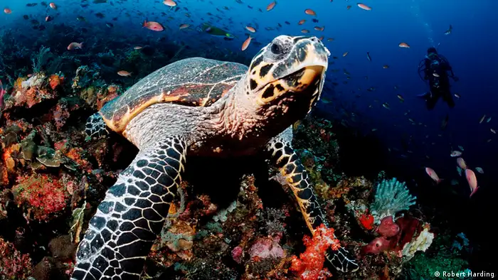 A Hawksbill Turtle under water
