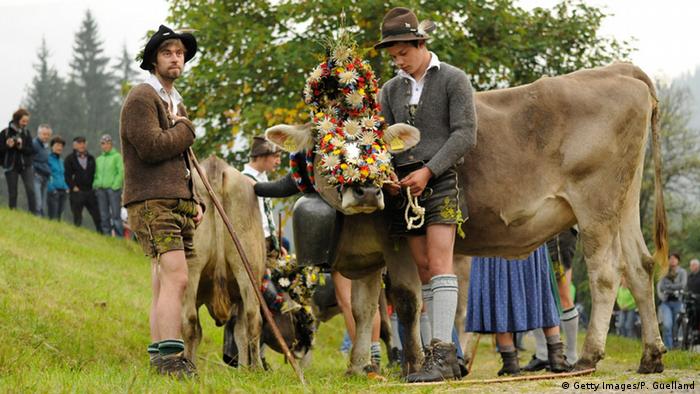 Баварские пастухи во время праздника по случаю возвращения стада с летних горных пастбищ