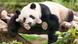 The giant panda is one of many animals threatened by global warming The giant panda is one of many animals threatened by global warming