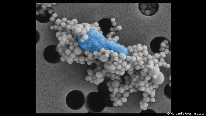 E.coli bacterium surrounded by magnetic particles Photo: Harvard's Wyss Institute