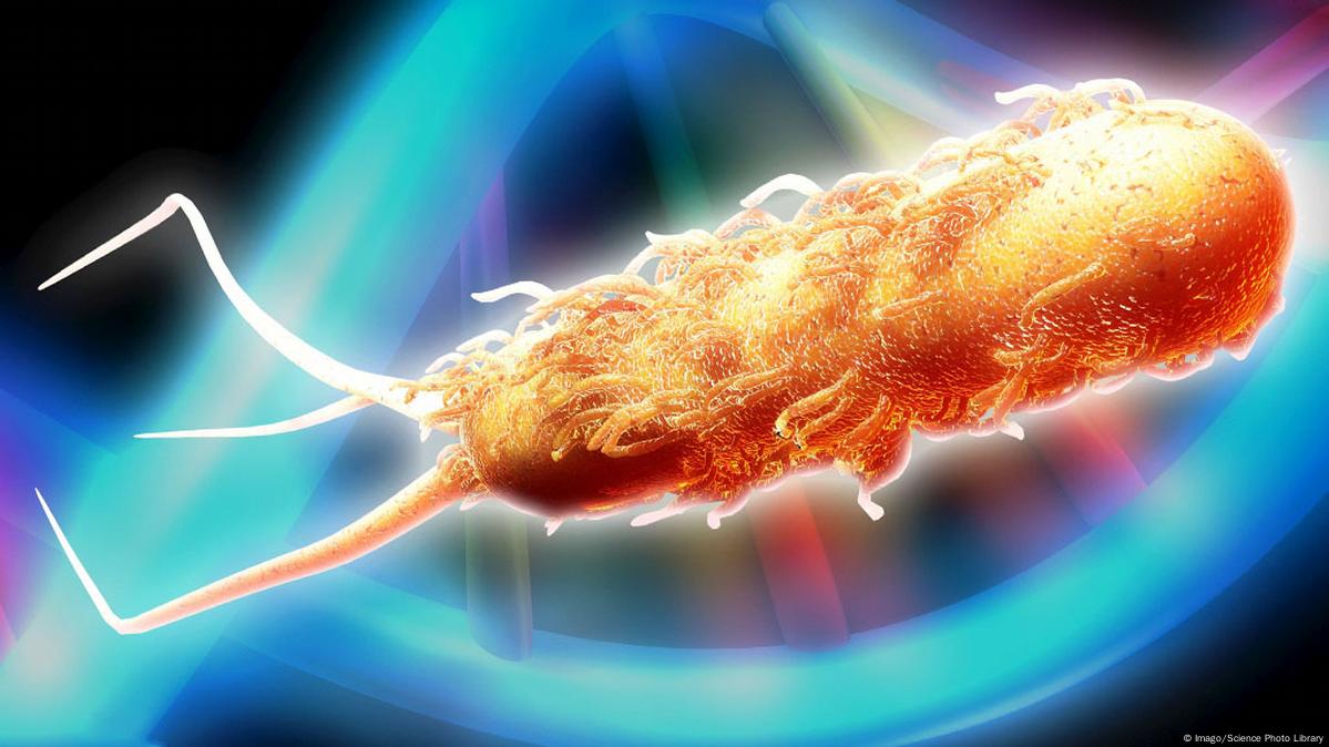 Extremely tough bacteria's resistance under the microscope