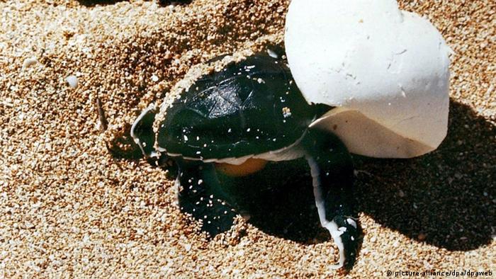 Meeresschildkröten im Libanon