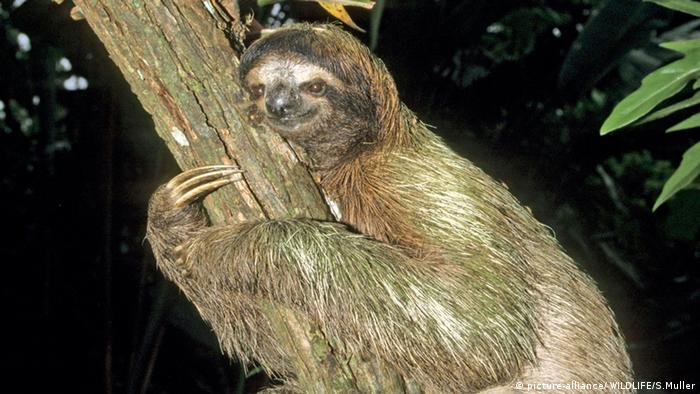 Hanging out on International Sloth Day | All media content | DW | 18.10