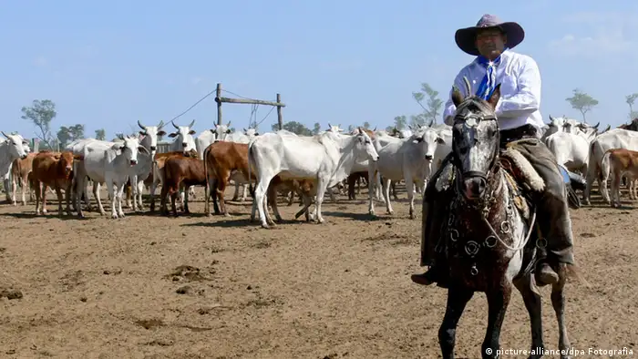 Paraguay Wirtschaft Viehzucht Handel (picture-alliance/dpa Fotografia)