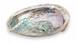 Muschel Abalone Seeohr Muschel Abalone Seeohr