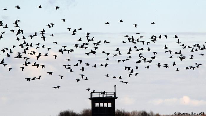 Bildergalerie - Grünes Band