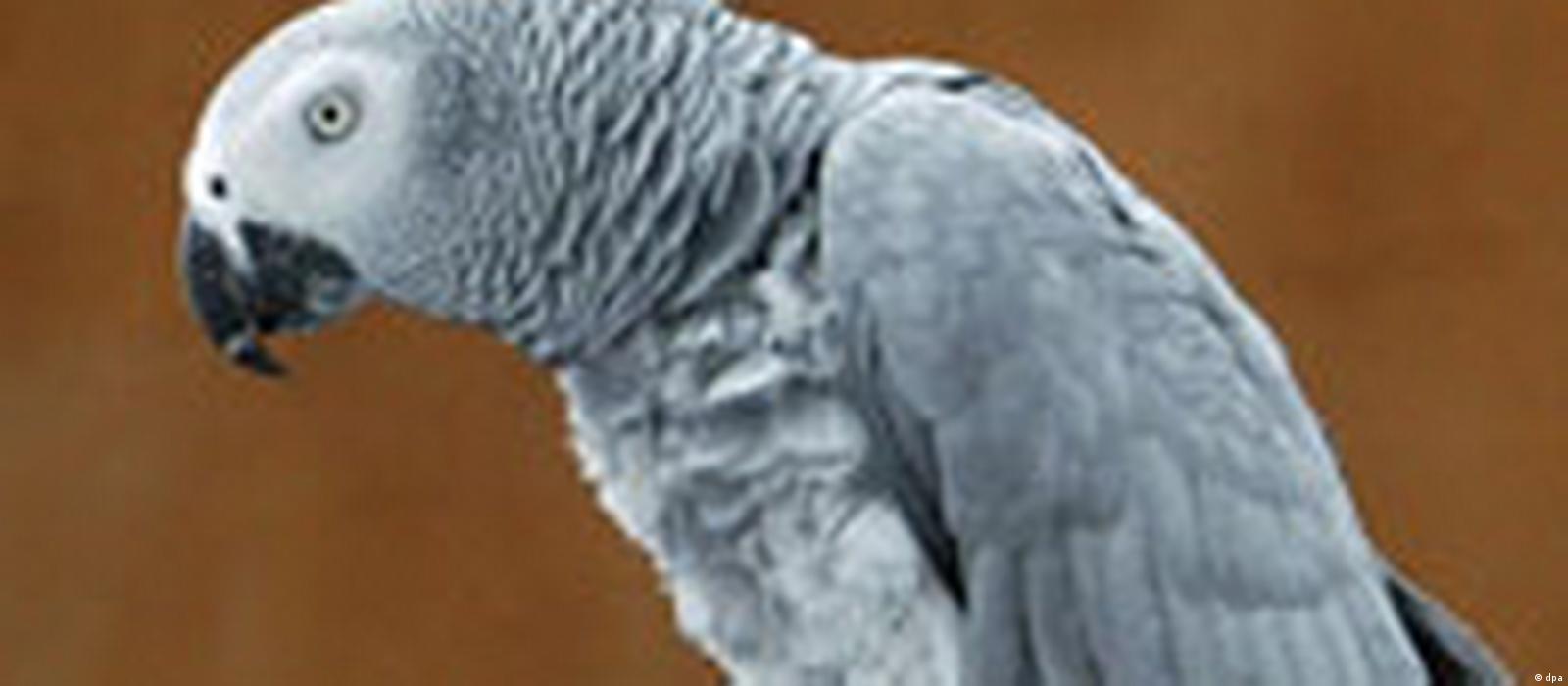 Pet Parrot Exposes Husband's Philandering – DW – 11/28/2005