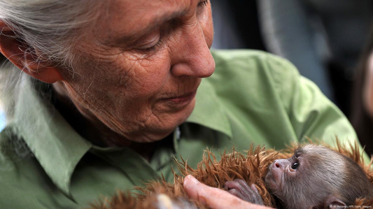 Jane Goodall DW 12/09/2015