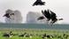 Wildgänse aus Sibirien landen am Niederrhein (Foto: AP) Wildgänse aus Sibirien landen am Niederrhein (Foto: AP)