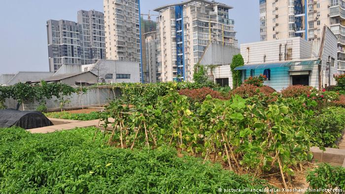 An urban garden on a rooftop in China
