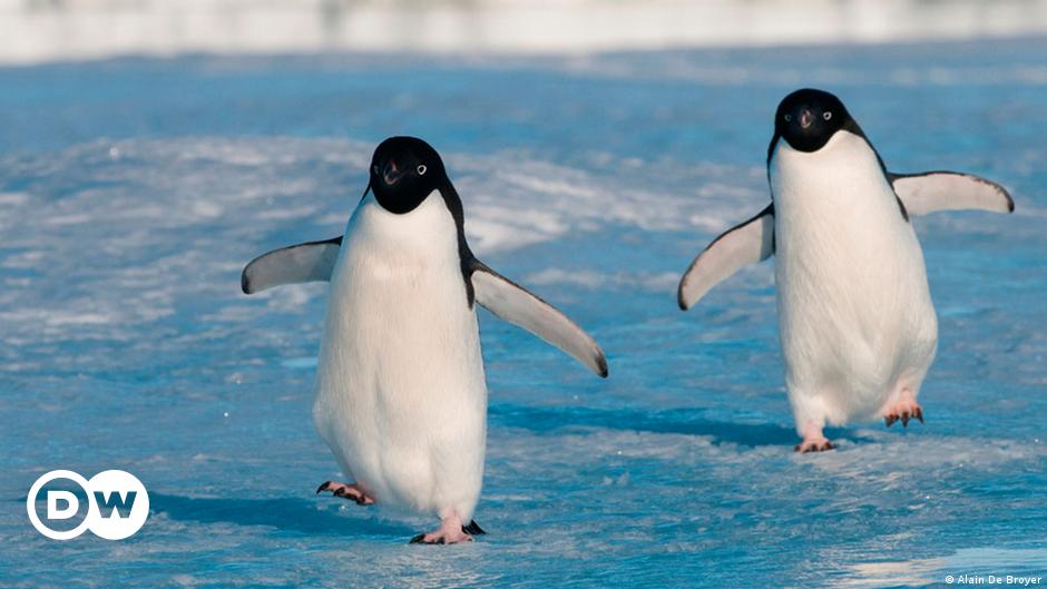 dating brichete de pinguin