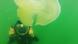 Artikelbild Tunesien Quallen Artikelbild Tunesien Quallen
